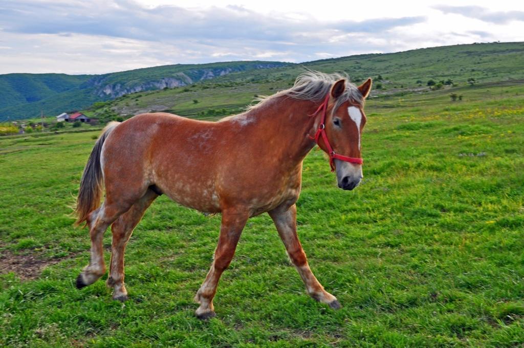 Pensiunea Cheile Apusenilor Sandulesti Exterior foto