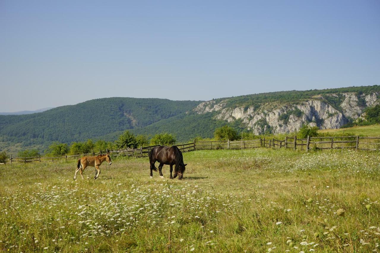 Pensiunea Cheile Apusenilor Sandulesti Exterior foto
